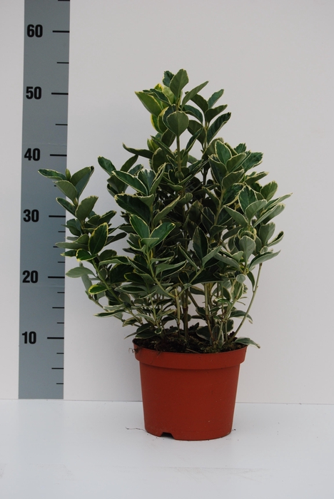 <h4>Euonymus Silver Queen</h4>