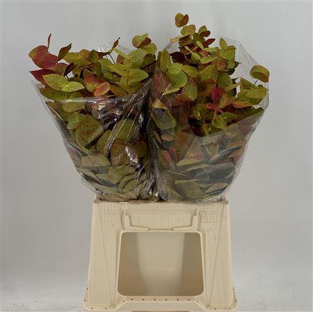 <h4>Euca Col Cinerea K Autumn</h4>