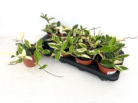 <h4>Hoya C Krimson Queen</h4>