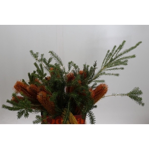 Banksia Ericifolia