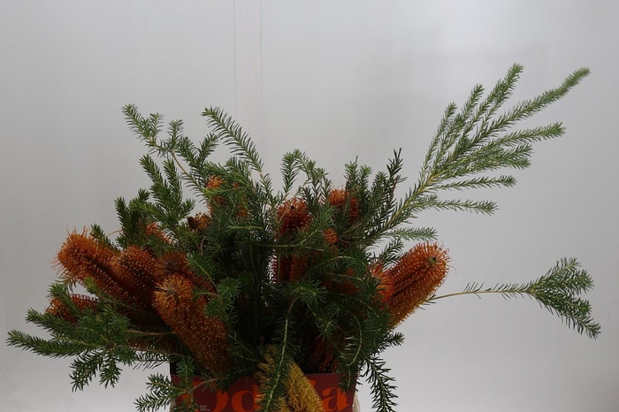 <h4>Banksia Ericifolia</h4>