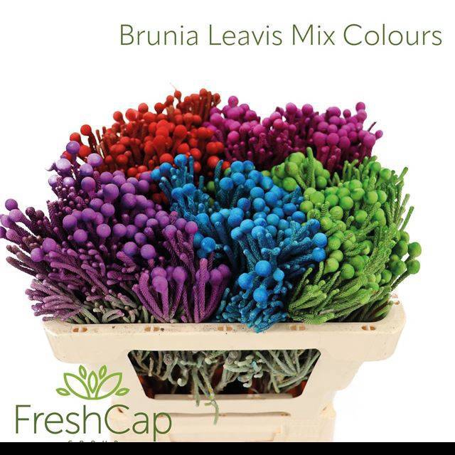 <h4>BRUN LAEVIS</h4>