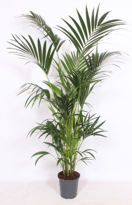 <h4>Howea forsteriana 10 per pot</h4>