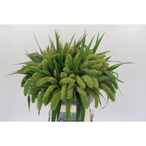 SETARIA IT VOLL MELK