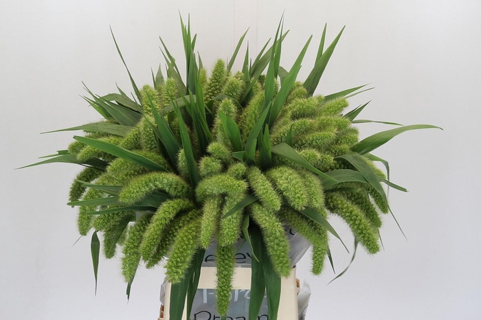 <h4>SETARIA IT VOLL MELK</h4>