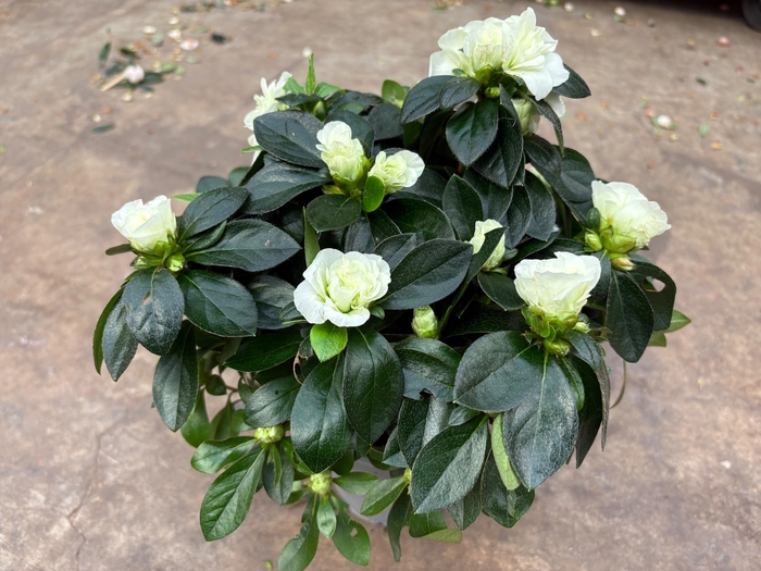 <h4>RHODO SI AIKO WHITE</h4>