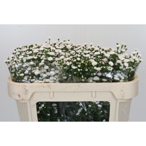 Aster White Gypsy