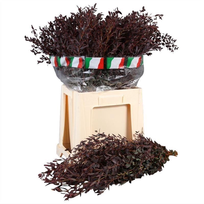 <h4>Parvifolia Opgetrokken Lang</h4>