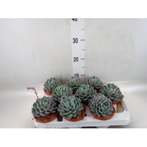 Echeveria   ...