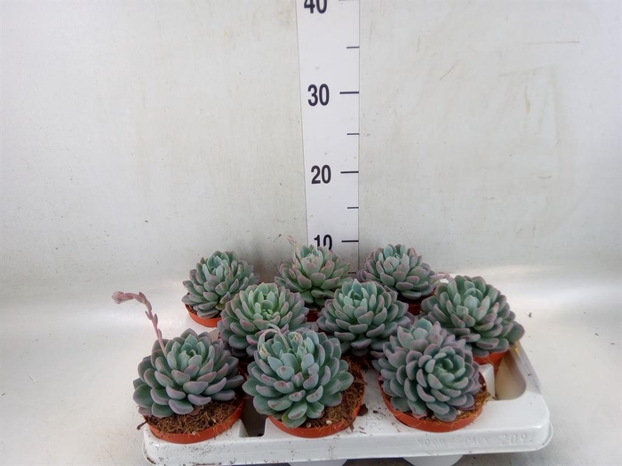 <h4>Echeveria   ...</h4>
