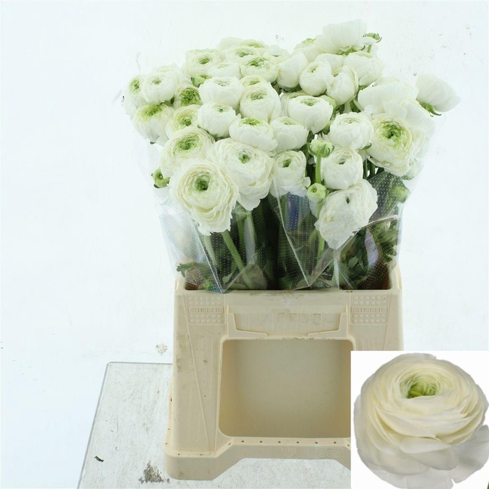 <h4>RAN SU NIVEO</h4>