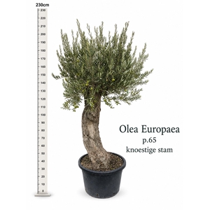 OLEA EUROPAEA