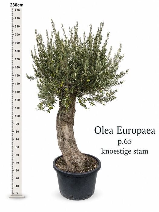 <h4>OLEA EUROPAEA</h4>