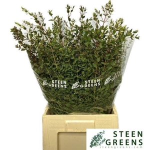 EUC PARVIFOLIA P BS