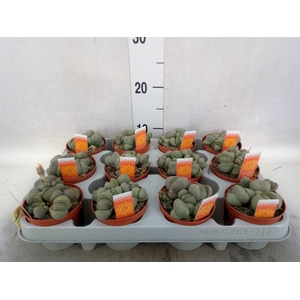 Lithops spp.