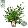 Camellia japonica