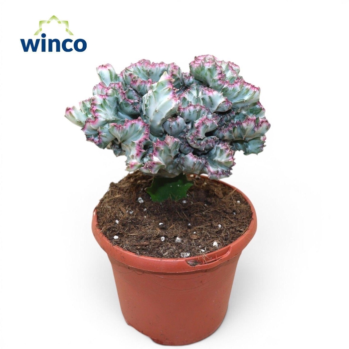 <h4>Euphorbia Lactea Variegata Cristata (grafted)</h4>