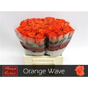 R GR ORANGE WAVE