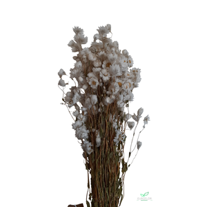 DRIED FLOWERS - RHODANTHE WHITE