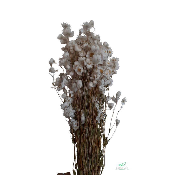 <h4>DRIED FLOWERS - RHODANTHE WHITE</h4>