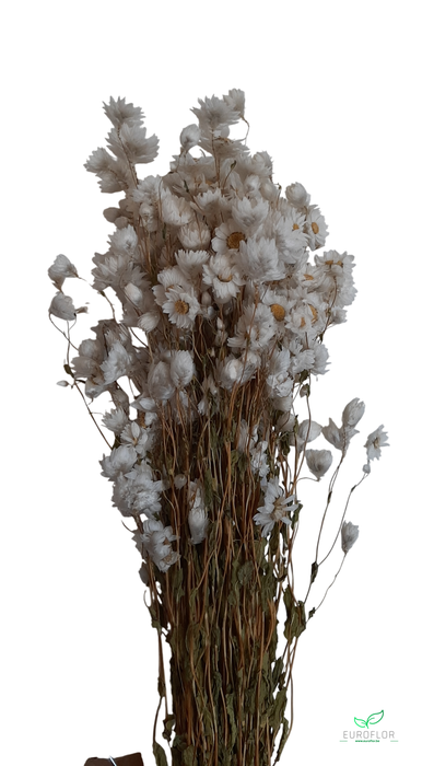 DRIED FLOWERS - RHODANTHE WHITE