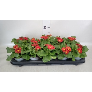 Primula ac. 'Tiger Orange'