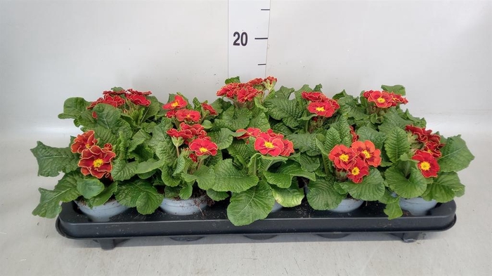 <h4>Primula ac. 'Tiger Orange'</h4>