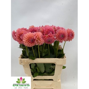 Dahlia Lindas Baby EPM Loos