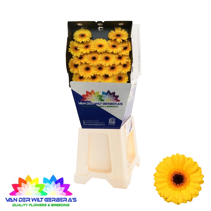 <h4>Germini Delmonte Diamond</h4>