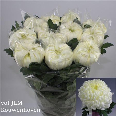 <h4>Chr G Vienna White</h4>
