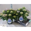 Hydr M Early Blue