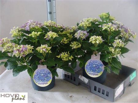 Hydr M Early Blue