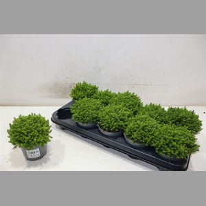 Hebe Emerald