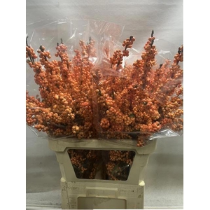 ILEX VE WINTER GOLD