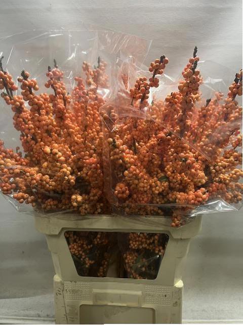 <h4>ILEX VE WINTER GOLD</h4>