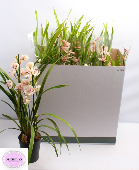 <h4>CYMB GEMENGD</h4>