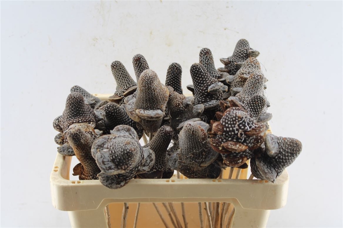 <h4>Banksia Menziesii</h4>