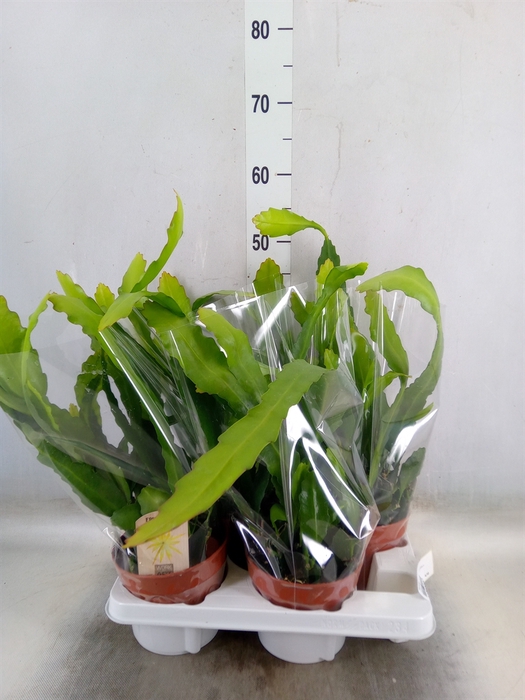 <h4>Epiphyllum   ...</h4>