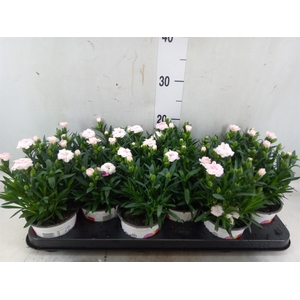 Dianthus  'Oscar White'