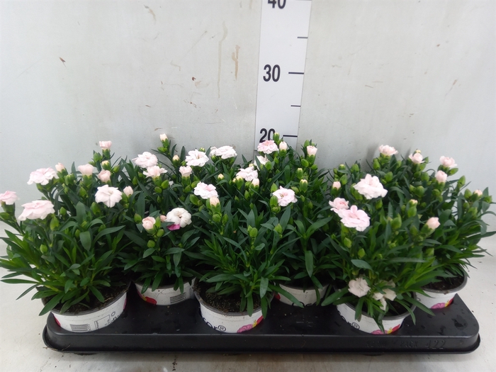 <h4>Dianthus  'Oscar White'</h4>