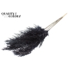 Pampas Grass 100cm 5st/bunch Black