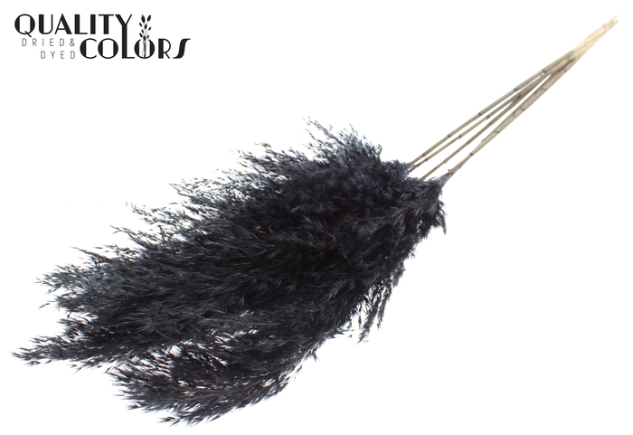 <h4>Pampas Grass 100cm 5st/bunch Black</h4>
