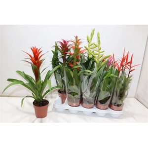 Bromelia Gem