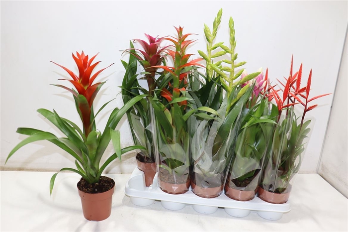 <h4>Bromelia Gem</h4>