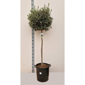 OLEA EUROPAEA