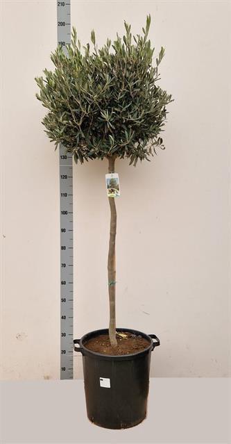 OLEA EUROPAEA