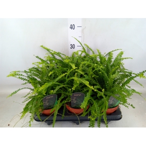 Nephrolepis cord. 'Duffii'