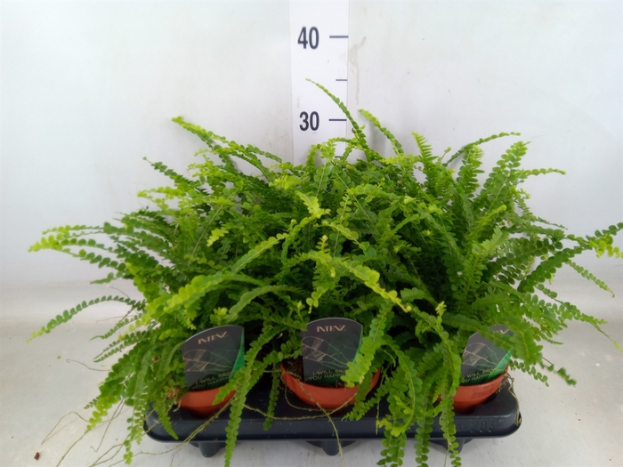 <h4>Nephrolepis cord. 'Duffii'</h4>