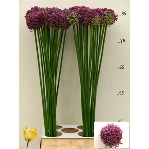 Allium Pink Lady 85