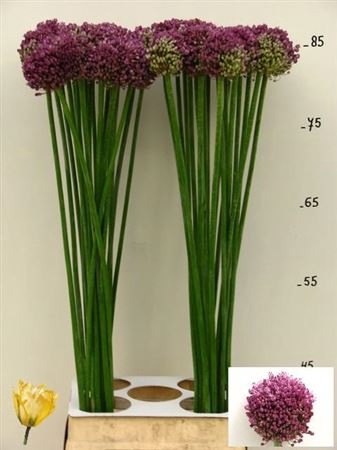 <h4>Allium Pink Lady 85</h4>